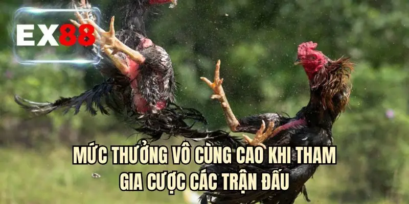 Mức thưởng vô cùng cao khi tham gia cược các trận đấu